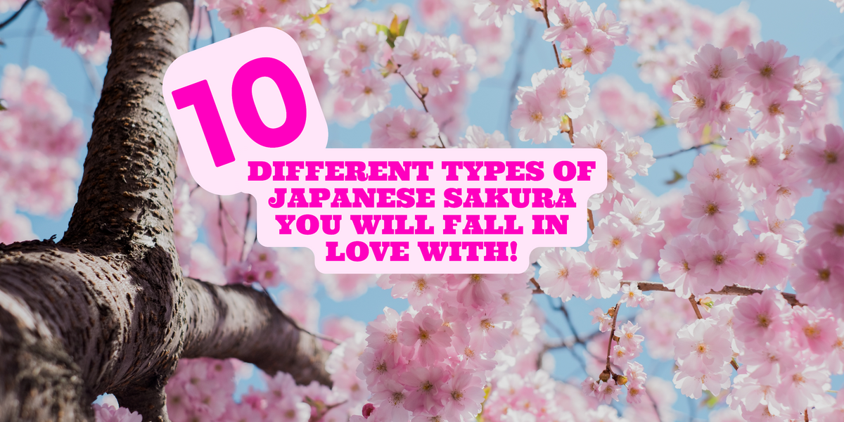 Sakura of Japan: Best Top Nine Cherry Blossoms - Sakuraco