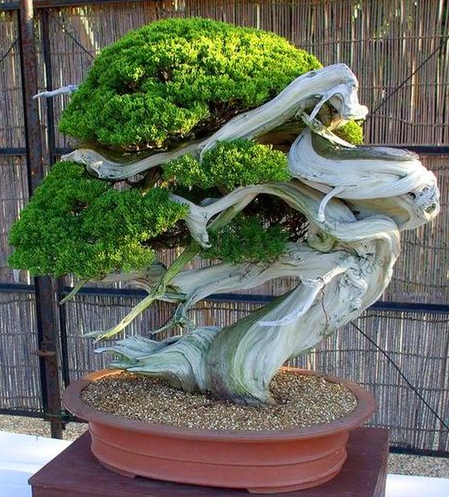 Juniper Bonsai Tree