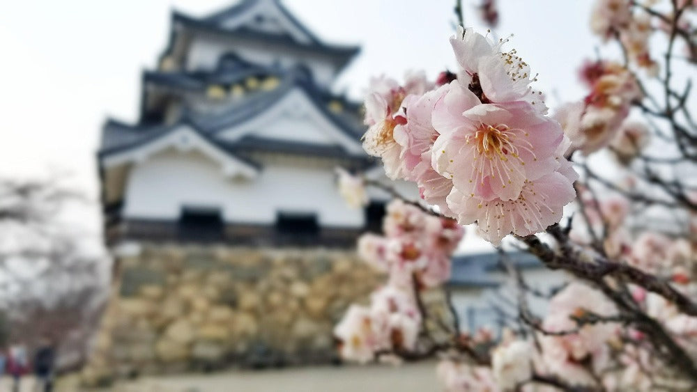 Portal Cool 10 Fiore di ciliegio giapponese Sakura Bonsai vero albero Seeds  - Uk Venditore - Rare : : Giardino e giardinaggio
