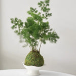 Osaka Pine Kokedama (Grown Bonsai)