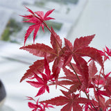 Momiji Kokedama (Grown Bonsai)