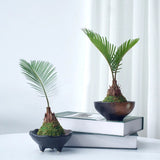 Sago Palms Kokedama (Grown Bonsai)