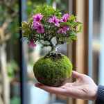 Azalea Kokedama (Grown Bonsai)