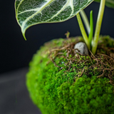 Alocasia 'Silver Dragon' Kokedama (Grown Bonsai)