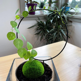 Stephania Erecta Kokedama (Grown Bonsai)