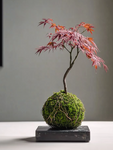 Momiji Kokedama (Grown Bonsai)